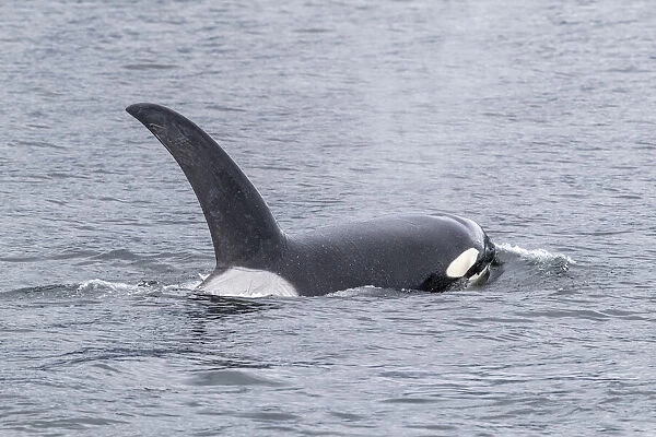 Adult bull killer whale (Orcinus orca), surfacing near the Cleveland Peninsula