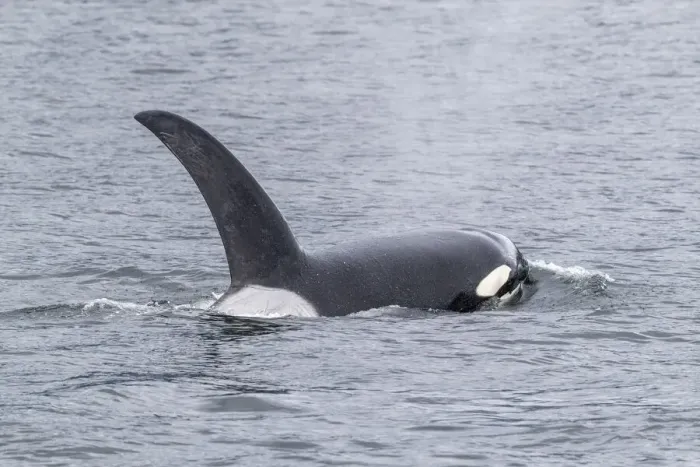 Framed Print : Adult bull killer whale (Orcinus orca), surfacing near the Cleveland Peninsula Framed Print : Adult bull killer whale (Orcinus orca), surfacing near the Cleveland Peninsula