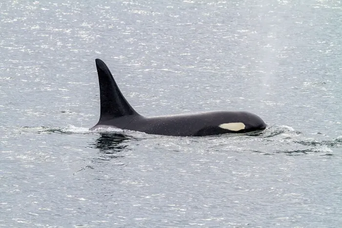 Framed Print : Adult bull killer whale (Orcinus orca) surfacing in Chatham Strait, Southeast Alaska, United States of America, Pacific Ocean, North America Framed Print : Adult bull killer whale (Orcinus orca) surfacing in Chatham Strait, Southeast Alaska, United States of America, Pacific Ocean, North America