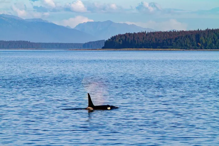 Framed Print : Adult bull killer whale (Orcinus orca) surfacing in Glacier Bay National Park, Southeast Alaska, United States of America, Pacific Ocean, North America Framed Print : Adult bull killer whale (Orcinus orca) surfacing in Glacier Bay National Park, Southeast Alaska, United States of America, Pacific Ocean, North America