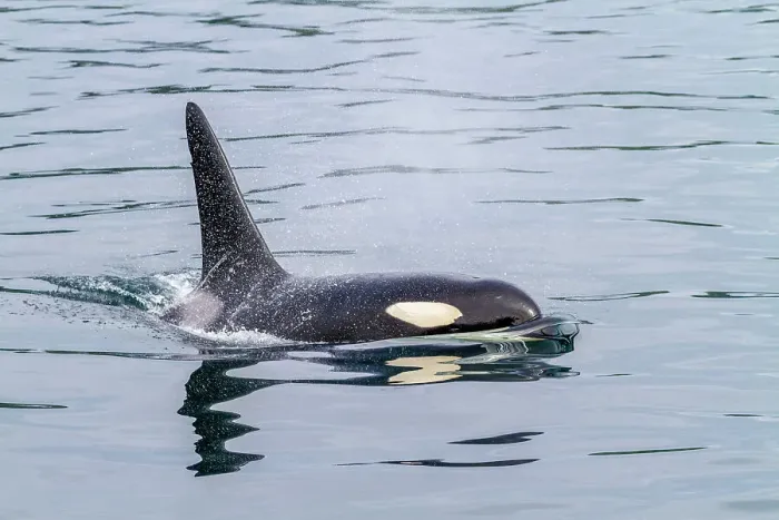 Framed Print : An adult bull killer whale (Orcinus orca) surfacing in Johnstone Strait, British Columbia, Canada, Pacific Ocean, North America Framed Print : An adult bull killer whale (Orcinus orca) surfacing in Johnstone Strait, British Columbia, Canada, Pacific Ocean, North America