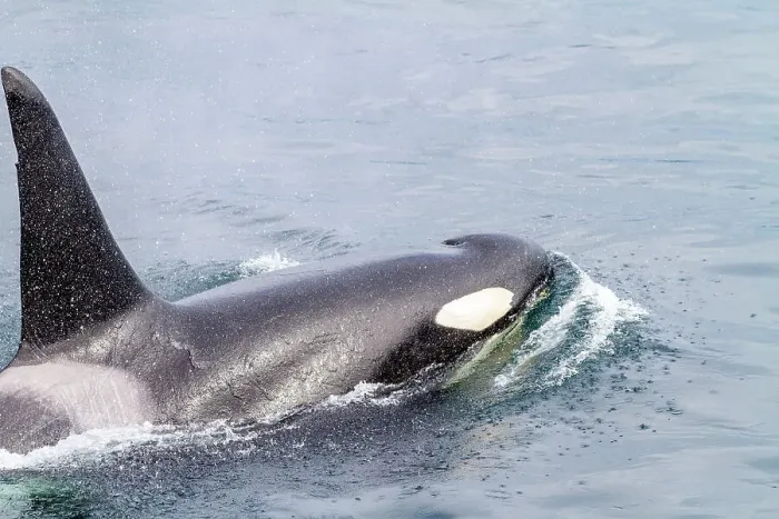 Framed Print : An adult bull killer whale (Orcinus orca) surfacing in Johnstone Strait, British Columbia, Canada, Pacific Ocean, North America Framed Print : An adult bull killer whale (Orcinus orca) surfacing in Johnstone Strait, British Columbia, Canada, Pacific Ocean, North America