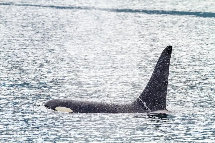 Framed Print : An adult bull killer whale (Orcinus orca) surfacing in Johnstone Strait, British Columbia, Canada, Pacific Ocean, North America Framed Print : An adult bull killer whale (Orcinus orca) surfacing in Johnstone Strait, British Columbia, Canada, Pacific Ocean, North America