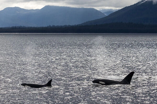 Adult bull killer whales (Orcinus orca), surfacing near the Cleveland Peninsula