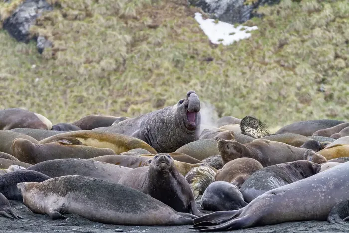 Framed Print : Adult bull southern elephant seal (Mirounga leonina) issuing a bellowing challenge at Gold Harbour on South Georgia, Polar Regions Framed Print : Adult bull southern elephant seal (Mirounga leonina) issuing a bellowing challenge at Gold Harbour on South Georgia, Polar Regions