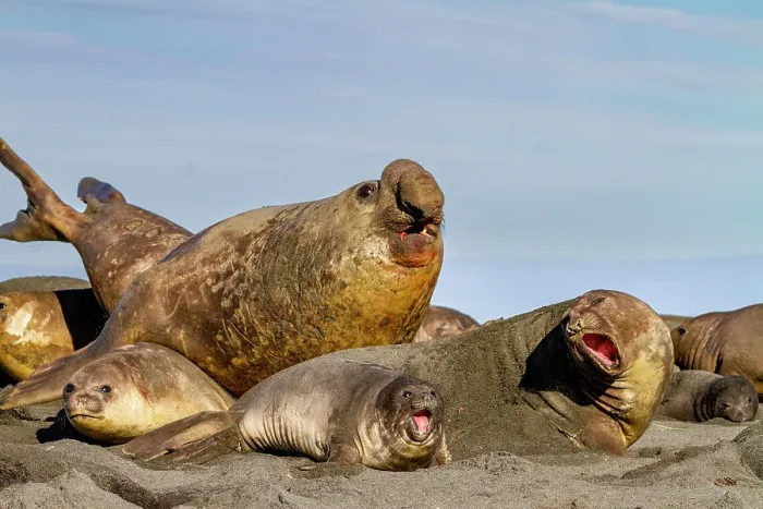 Framed Print : Adult bull southern elephant seal (Mirounga leonina) with females and pups at Gold Harbour on South Georgia Island, Polar Regions