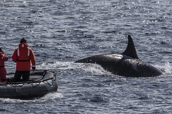 Adult bull Type A killer whale (Orcinus orca) surfacing near researchers in the Gerlache Strait