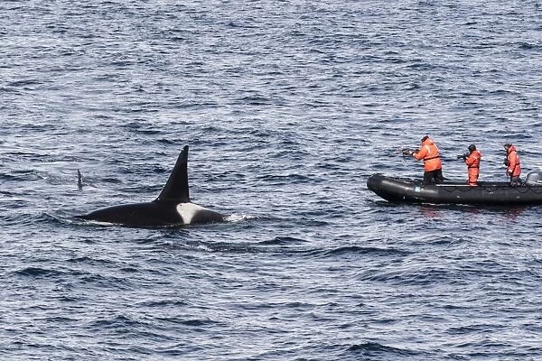 Adult bull Type A killer whale (Orcinus orca) surfacing near researchers in the Gerlache Strait