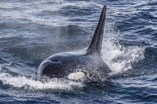 Adult bull Type A killer whale (Orcinus orca) surfacing in the Gerlache Strait, Antarctica