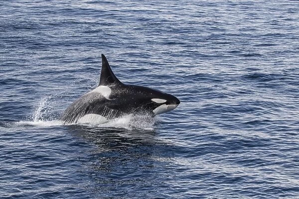 Adult bull Type A killer whale (Orcinus orca) power lunging in the Gerlache Strait
