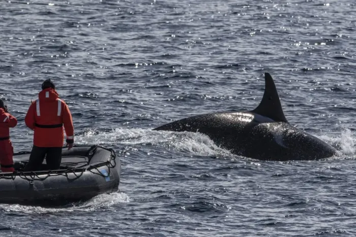 Framed Print : Adult bull Type A killer whale (Orcinus orca) surfacing near researchers in the Gerlache Strait Framed Print : Adult bull Type A killer whale (Orcinus orca) surfacing near researchers in the Gerlache Strait