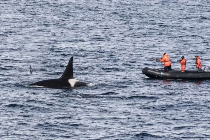Framed Print : Adult bull Type A killer whale (Orcinus orca) surfacing near researchers in the Gerlache Strait Framed Print : Adult bull Type A killer whale (Orcinus orca) surfacing near researchers in the Gerlache Strait