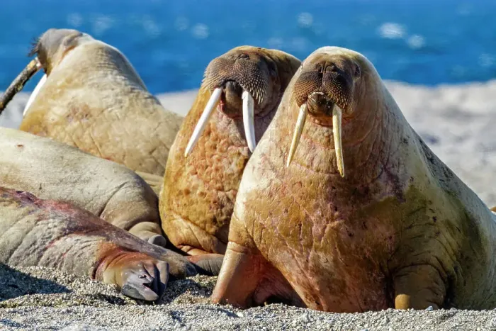 Framed Print : Adult bull walrus (Odobenus rosmarus rosmarus) hauled out on the beach in the Svalbard Archipelago, Norway, Arctic, Europe Framed Print : Adult bull walrus (Odobenus rosmarus rosmarus) hauled out on the beach in the Svalbard Archipelago, Norway, Arctic, Europe