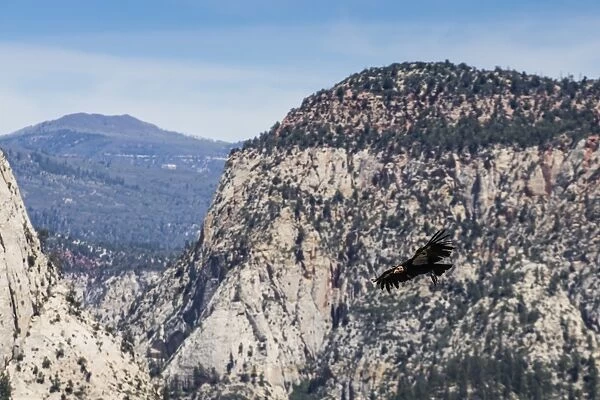 An adult California condor in flight on Angels Landing Trail in Zion National Park