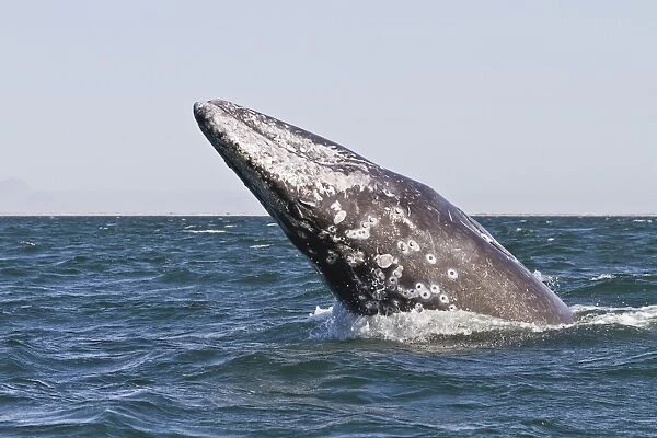 Adult California gray whale (Eschrichtius robustus) breaching, San Ignacio Lagoon, Baja California Sur, Mexico, North America