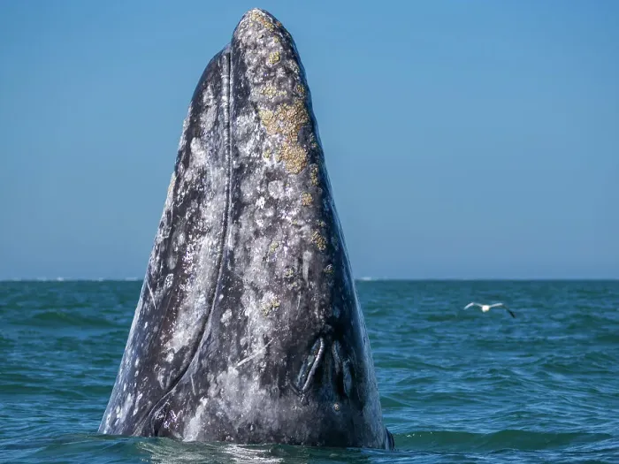 Framed Print : Adult California gray whale (Eschrictius robustus), spy-hopping in San Ignacio Lagoon, Baja California, Mexico, North America Framed Print : Adult California gray whale (Eschrictius robustus), spy-hopping in San Ignacio Lagoon, Baja California, Mexico, North America