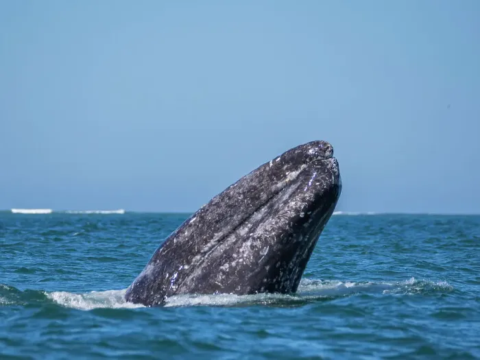 Framed Print : Adult California gray whale (Eschrictius robustus), spy-hopping in San Ignacio Lagoon, Baja California, Mexico, North America Framed Print : Adult California gray whale (Eschrictius robustus), spy-hopping in San Ignacio Lagoon, Baja California, Mexico, North America