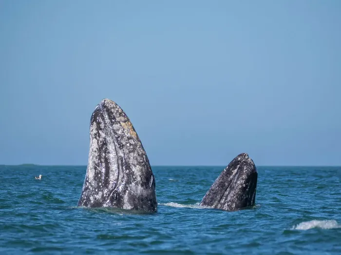 Framed Print : Adult California gray whales (Eschrictius robustus), spy-hopping in San Ignacio Lagoon, Baja California, Mexico, North America Framed Print : Adult California gray whales (Eschrictius robustus), spy-hopping in San Ignacio Lagoon, Baja California, Mexico, North America