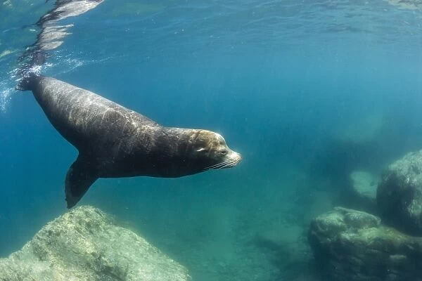 Adult California sea lion (Zalophus californianus) bull underwater at Los Islotes