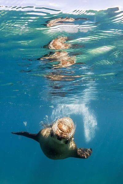 Adult California sea lion (Zalophus californianus) underwater at Los Islotes, Baja California Sur
