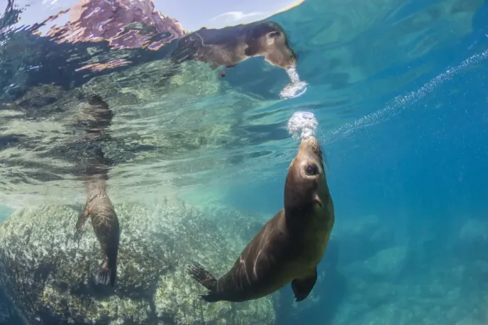 Framed Print : Adult California sea lions (Zalophus californianus) underwater at Los Islotes, Baja California Sur Framed Print : Adult California sea lions (Zalophus californianus) underwater at Los Islotes, Baja California Sur