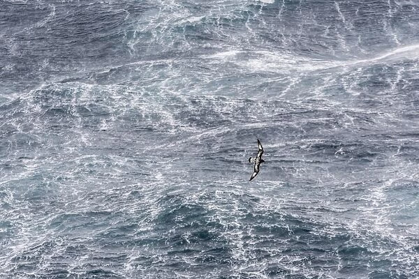 Adult cape petrel (Daption capense) flying in gale force winds in the Drake Passage, Antarctica, Polar Regions