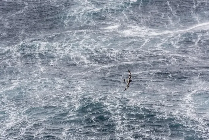Framed Print : Adult cape petrel (Daption capense) flying in gale force winds in the Drake Passage, Antarctica, Polar Regions Framed Print : Adult cape petrel (Daption capense) flying in gale force winds in the Drake Passage, Antarctica, Polar Regions