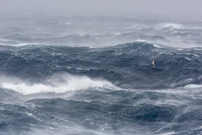 Framed Print : Adult cape petrel (Daption capense) flying in gale force winds in the Drake Passage, Antarctica, Polar Regions Framed Print : Adult cape petrel (Daption capense) flying in gale force winds in the Drake Passage, Antarctica, Polar Regions
