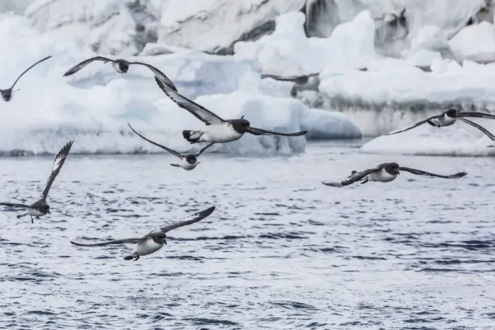 Framed Print : Adult cape petrels (Daption capense) feeding at Brown Bluff, Antarctica, Polar Regions Framed Print : Adult cape petrels (Daption capense) feeding at Brown Bluff, Antarctica, Polar Regions