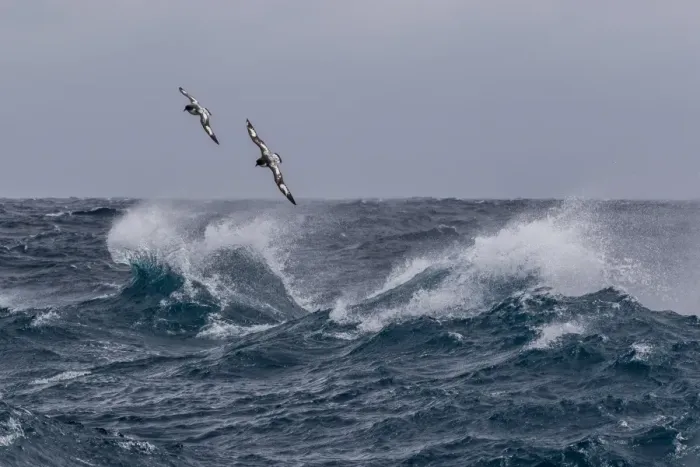 Framed Print : Adult cape petrels (Daption capense) in rough seas in English Strait, South Shetland Islands Framed Print : Adult cape petrels (Daption capense) in rough seas in English Strait, South Shetland Islands