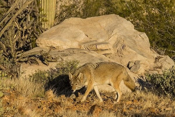 Adult captive coyote (Canis latrans) at the Arizona Sonora Desert Museum, Tucson, Arizona, United States of America, North America