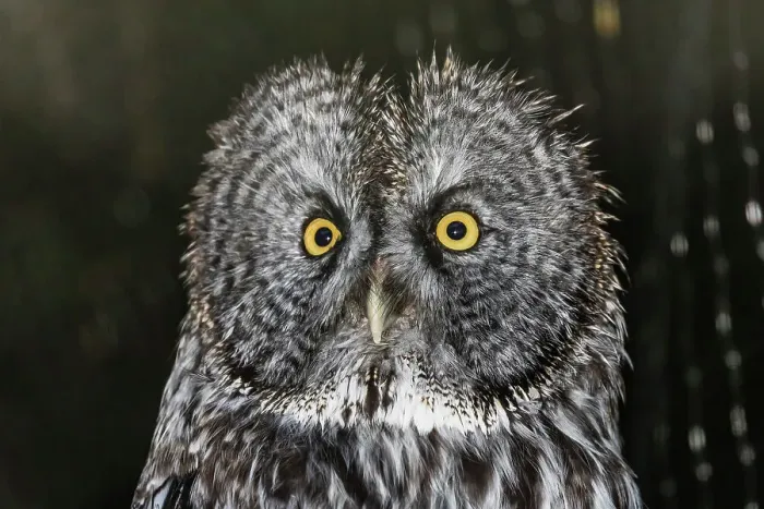 Framed Print : Adult captive great grey owl (Strix nebulosa), Alaska Raptor Center in Sitka, Southeast Alaska, United States of America, North America Framed Print : Adult captive great grey owl (Strix nebulosa), Alaska Raptor Center in Sitka, Southeast Alaska, United States of America, North America