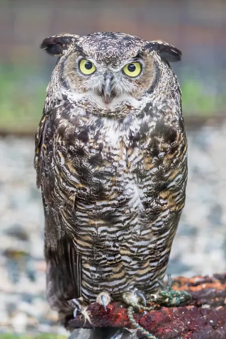 Framed Print : Adult captive great horned owl (Bubo virginianus), Alaska Raptor Center in Sitka, Southeast Alaska, United States of America, North America Framed Print : Adult captive great horned owl (Bubo virginianus), Alaska Raptor Center in Sitka, Southeast Alaska, United States of America, North America