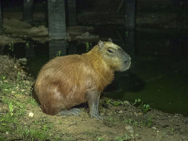 Adult capybara (Hydrochoerus hydrochaeris), at night along a lake in Pouso Allegre, Mato Grosso, Pantanal, Brazil, South America