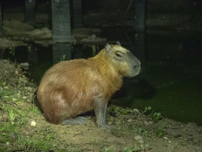 Framed Print : Adult capybara (Hydrochoerus hydrochaeris), at night along a lake in Pouso Allegre, Mato Grosso, Pantanal, Brazil, South America Framed Print : Adult capybara (Hydrochoerus hydrochaeris), at night along a lake in Pouso Allegre, Mato Grosso, Pantanal, Brazil, South America