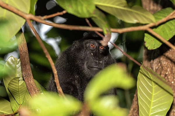 An adult Celebes crested macaque (Macaca nigra), foraging in Tangkoko Batuangus Nature Reserve, Sulawesi, Indonesia, Southeast Asia