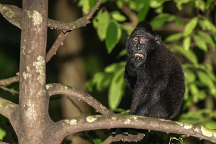 Framed Print : An adult Celebes crested macaque (Macaca nigra), foraging in Tangkoko Batuangus Nature Reserve, Sulawesi, Indonesia, Southeast Asia Framed Print : An adult Celebes crested macaque (Macaca nigra), foraging in Tangkoko Batuangus Nature Reserve, Sulawesi, Indonesia, Southeast Asia