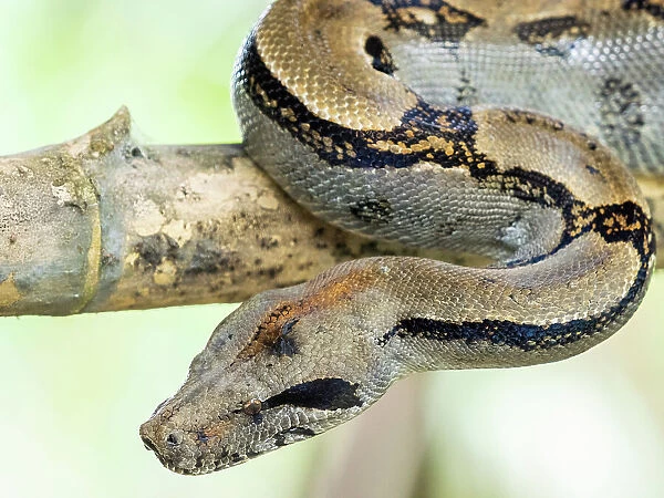 An adult Central American boa (Boa imperator) during the day, Caletas, Costa Rica, Central America