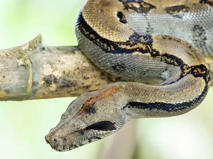 Framed Print : An adult Central American boa (Boa imperator) during the day, Caletas, Costa Rica, Central America Framed Print : An adult Central American boa (Boa imperator) during the day, Caletas, Costa Rica, Central America
