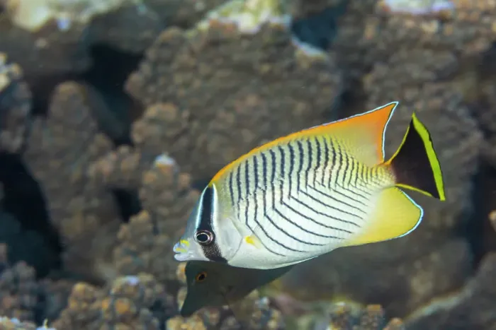 Framed Print : An adult chevron butterflyfish (Chaetodon trifascialis), off Bangka Island, near Manado, Sulawesi, Indonesia, Southeast Asia, Asia Framed Print : An adult chevron butterflyfish (Chaetodon trifascialis), off Bangka Island, near Manado, Sulawesi, Indonesia, Southeast Asia, Asia