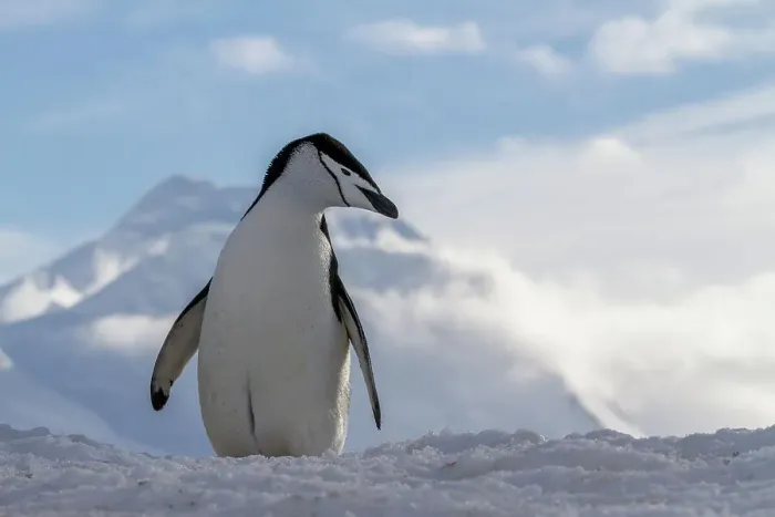Framed Print : Adult chinstrap penguin (Pygoscelis antarctica), at breeding colony at Half Moon Island, Antarctica, Polar Regions Framed Print : Adult chinstrap penguin (Pygoscelis antarctica), at breeding colony at Half Moon Island, Antarctica, Polar Regions