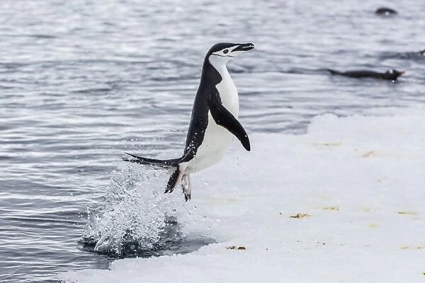 Adult chinstrap penguin (Pygoscelis antarctica), Port Lockroy, Antarctica, Southern Ocean, Polar Regions
