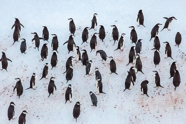 Adult chinstrap penguin (Pygoscelis antarctica), Half Moon Island, South Shetland Islands, Antarctica, Southern Ocean, Polar Regions