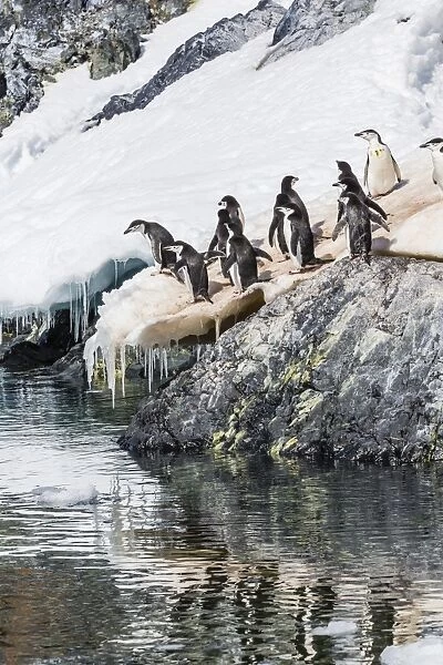 Adult chinstrap penguins (Pygoscelis antarctica), Cuverville Island, Antarctica, Southern Ocean, Polar Regions