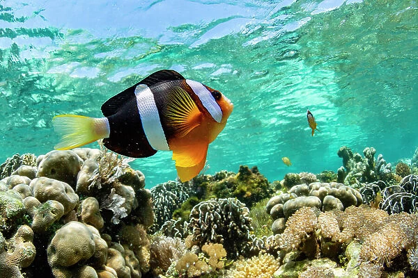 An adult Clarks anemonefish (Amphiprion clarkii), swimming over the reef near Bangka Island, Indonesia, Southeast Asia, Asia