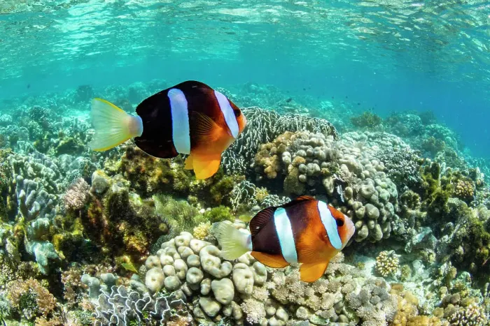 Framed Print : An adult Clarks anemonefish (Amphiprion clarkii) swimming over the reef near Bangka Island, Indonesia, Southeast Asia, Asia Framed Print : An adult Clarks anemonefish (Amphiprion clarkii) swimming over the reef near Bangka Island, Indonesia, Southeast Asia, Asia