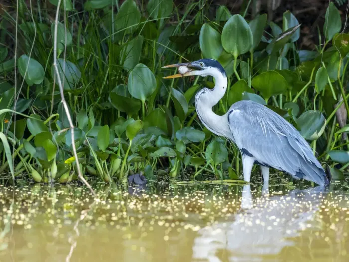 Framed Print : Adult cocoi heron (Ardea cocoi), with a fish on the Rio Tres Irmao, Mato Grosso, Pantanal, Brazil, South America Framed Print : Adult cocoi heron (Ardea cocoi), with a fish on the Rio Tres Irmao, Mato Grosso, Pantanal, Brazil, South America