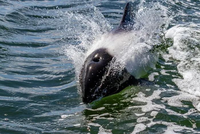 Framed Print : Adult Commerson's dolphin (Cephalorhynchus commersonii), surfacing in Stanley Harbor in the Falkland Islands, South America Framed Print : Adult Commerson's dolphin (Cephalorhynchus commersonii), surfacing in Stanley Harbor in the Falkland Islands, South America
