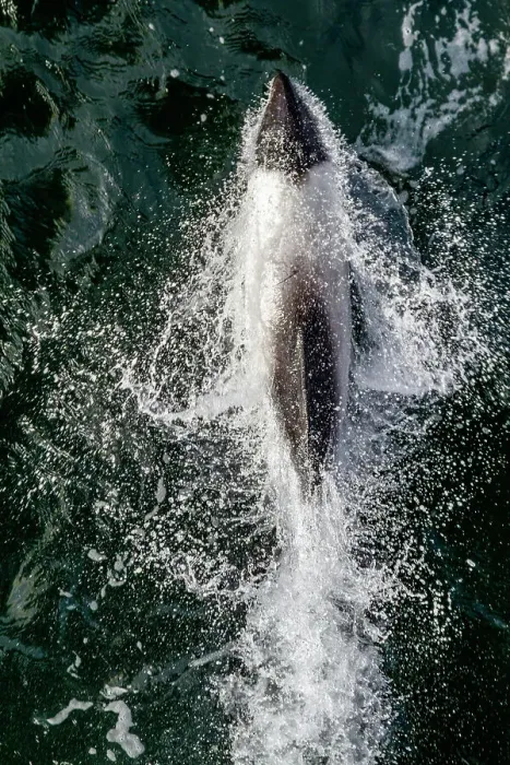 Framed Print : Adult Commerson's dolphin (Cephalorhynchus commersonii), bow-riding in the Falkland Islands, South America Framed Print : Adult Commerson's dolphin (Cephalorhynchus commersonii), bow-riding in the Falkland Islands, South America