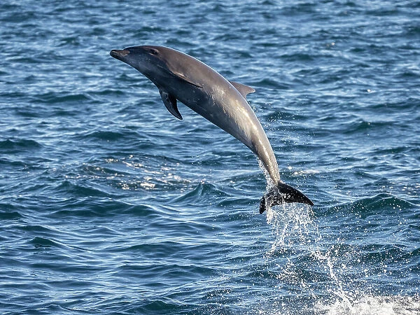 Adult common bottlenose dolphin (Tursiops truncatus), leaping off Isla San Jose, Baja California Sur, Mexico, North America